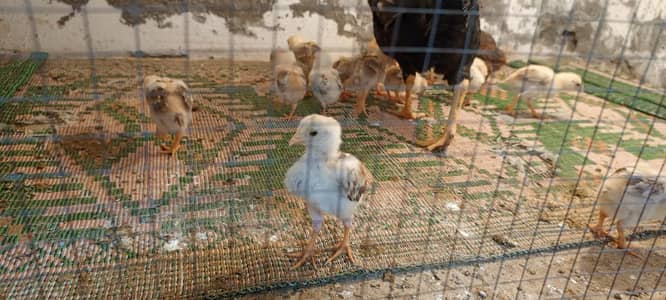 aseel chicks high quality