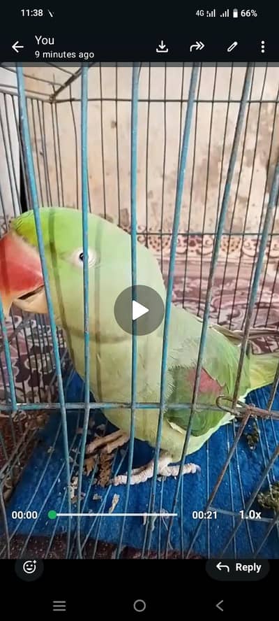 raw parrot sale