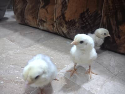 ko shamo [zero size aseel)  chicks