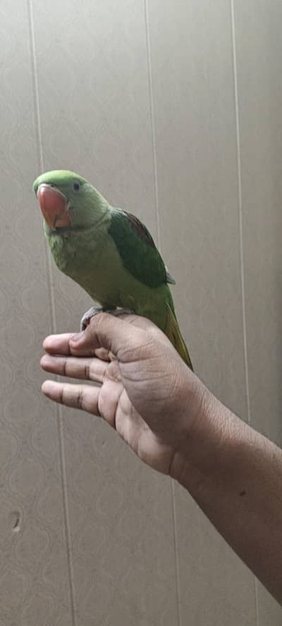 raw parrot handtame active and healthy