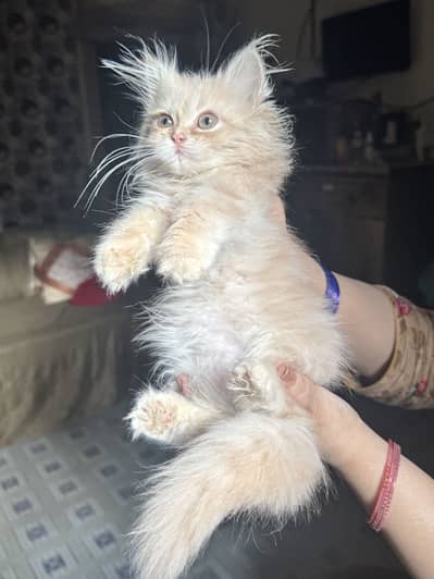 4 Persian 3 coat Males for sell | WhatsApp 03160203195