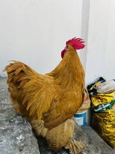 Golden bufff chicken