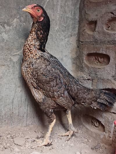 aseel female for sale