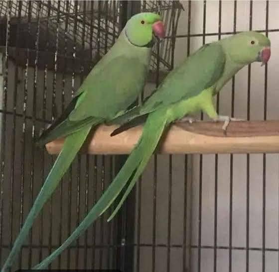 Ringneck breader pair 0