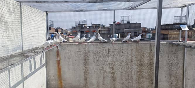 Pure Sialkoti Chohay. Old Blood line