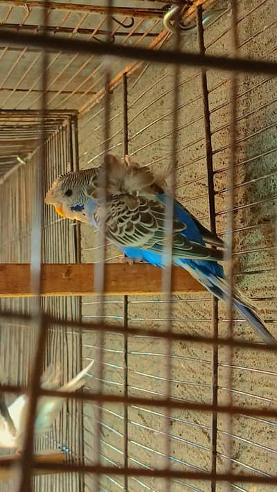 Hogo Budgies phir For Sale