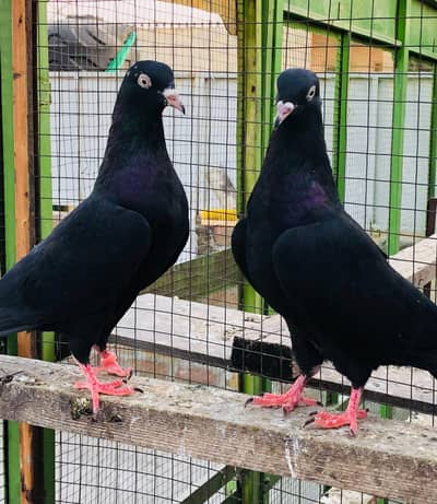 Black Teddy 2 Madiyan