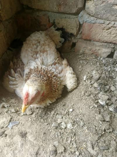 kurak muadi for sale