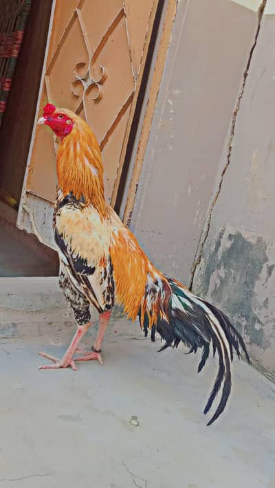 Aseel Murga for sale