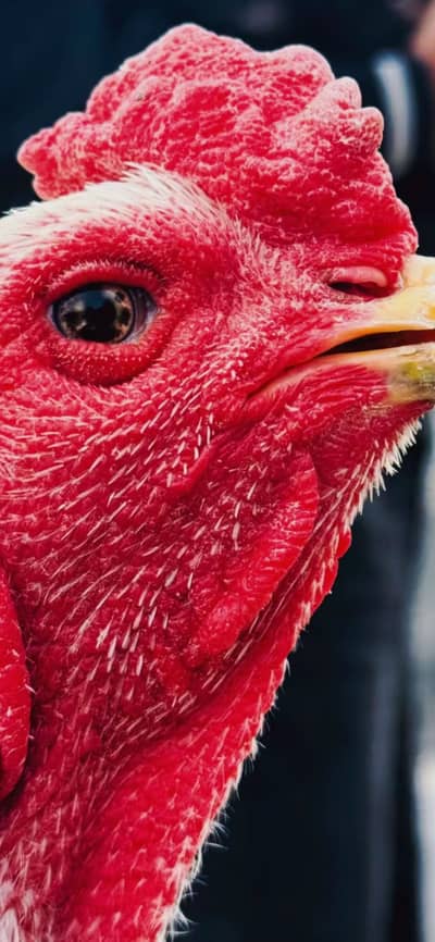 White thai dragon burmi