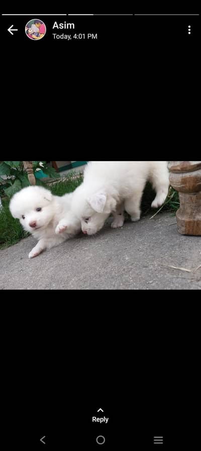 male female puppy available age 20 day 03485426096