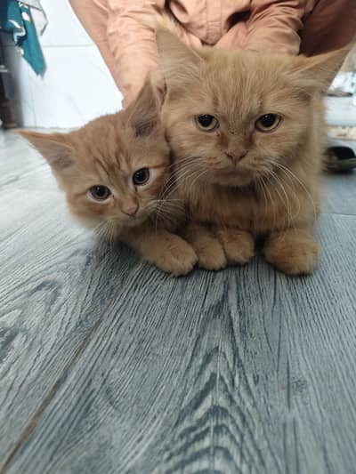 Persion mature female cat with 2 months kitten cat