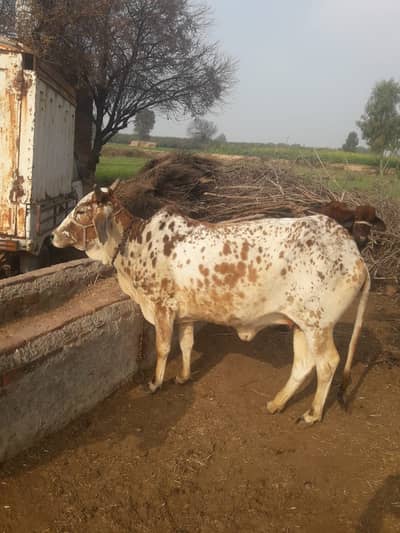 CHOLISTANI COW