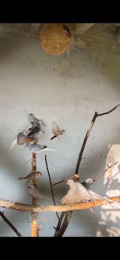 Diamond Doves 20 pic breader pair