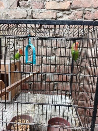 do pair Hain Ek pair white aur ek green ine dahai sastey