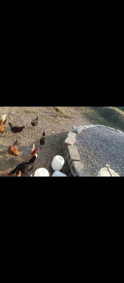 urgent sale egg laying hens