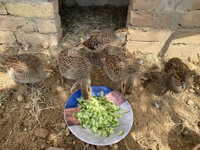 Teetar for sale breeder I-14 Islamabad