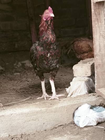 aseel murga for sale