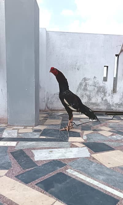 aseel Sawa and cheena pair