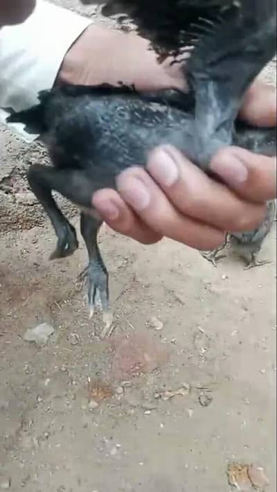 pure white shamo and pure black skin dragon chicks available