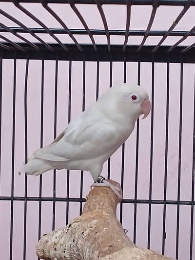 Albino love bird
