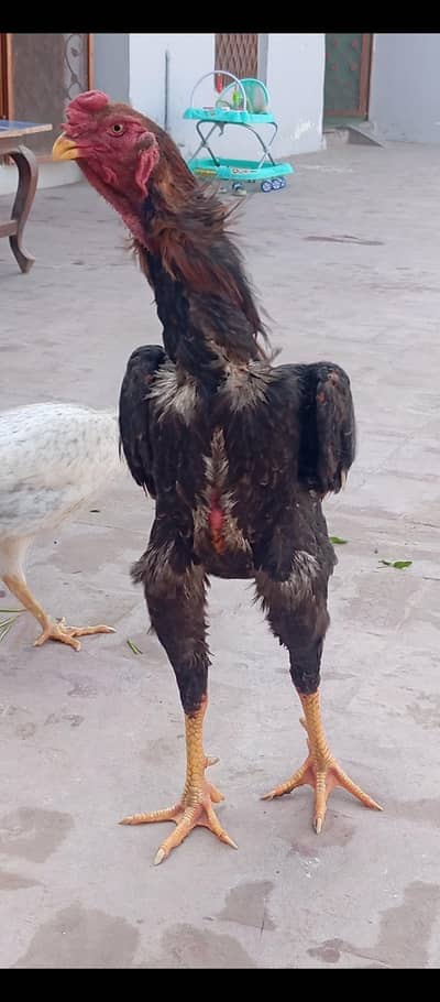 German shamo chicks | king shamo | imported breed