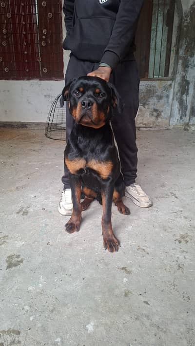 rottweiler