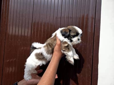 Shihtzu Puppy / Shihtzu Male Puppy/ Shihtzu Available in Lahore