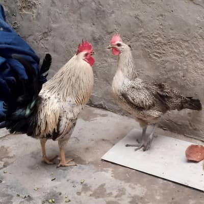Healthy Desi Misri Pair (Egg Laying Hen) for Sale  – Rs 3500