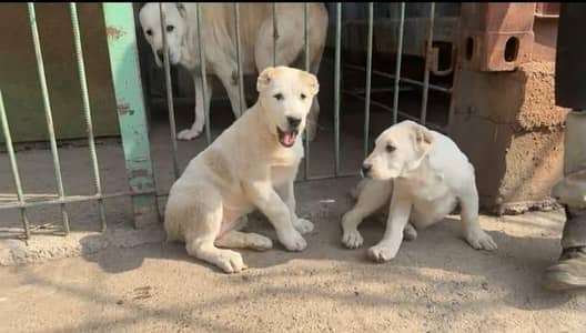 Imported Russian Alabai female puppies available for pet lovers