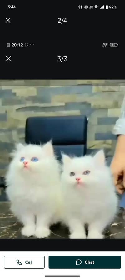 Persian cat for sale male or female my WhatsApp number03314372136