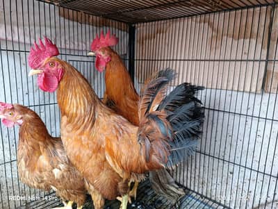 2 murghay aur aik murghi Ghar ki pali hui