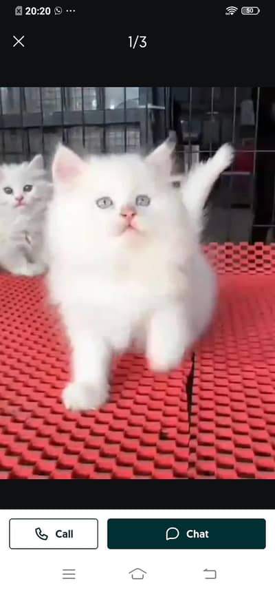 Persian cat for sale male or female my WhatsApp number03314372136