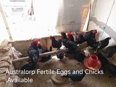 Australorp / Fayoumi / Aseel desi