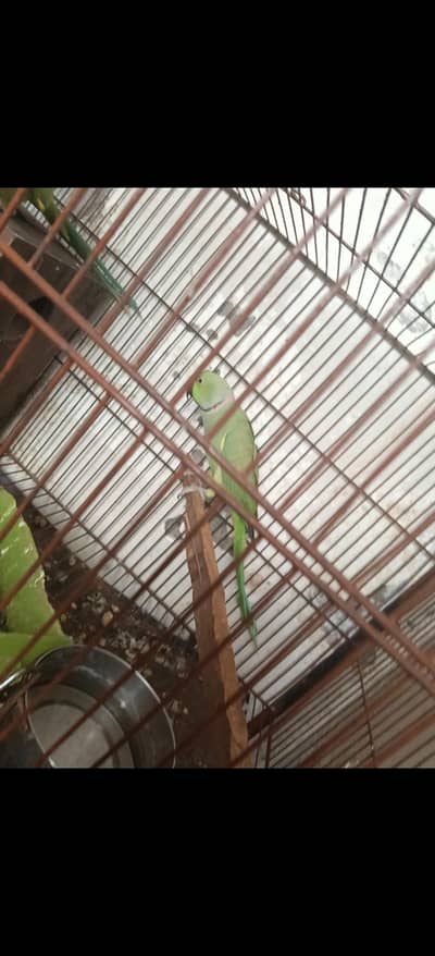 breeder pair Pala season ki breed available 03261456378