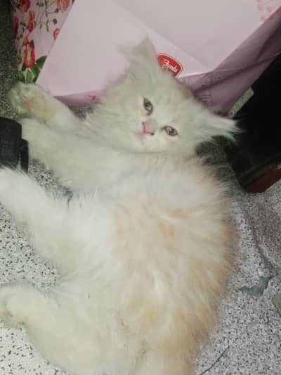Persian Kittens triple coated active available