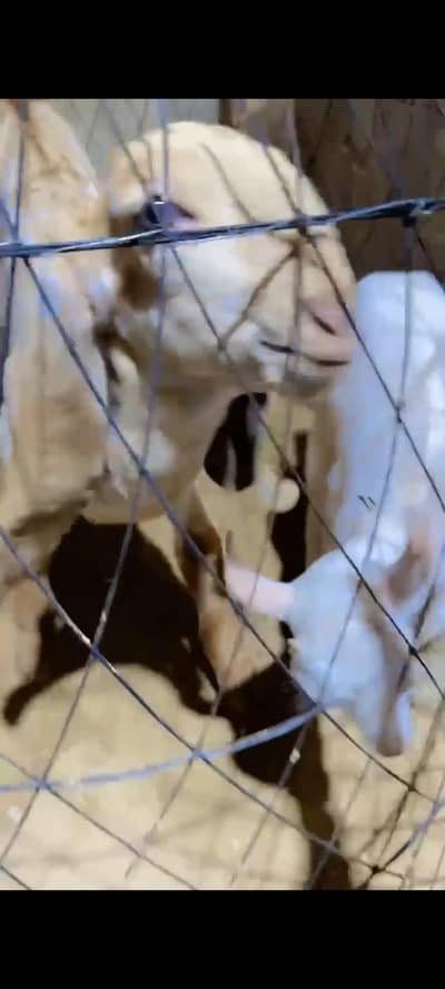 gulabi tedi and makha chini