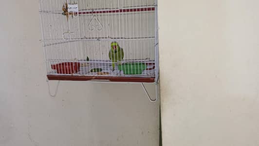 hand tame parrot ha or Bolta bhi hai