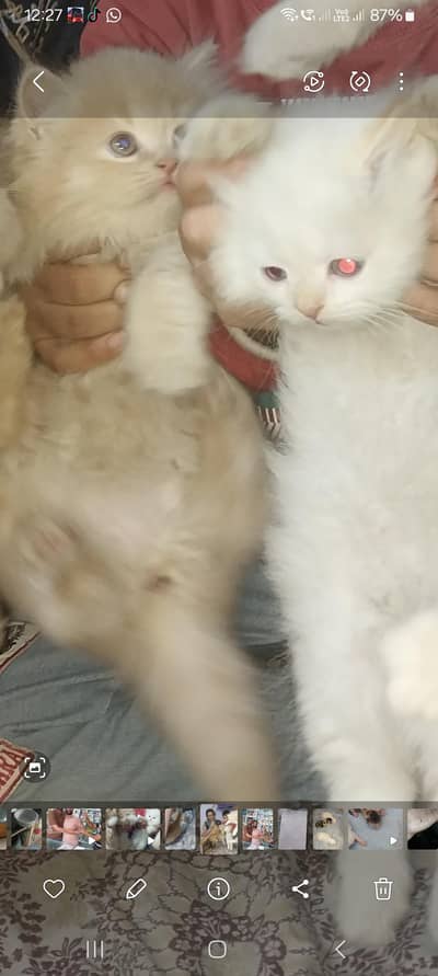 Persian cats available here