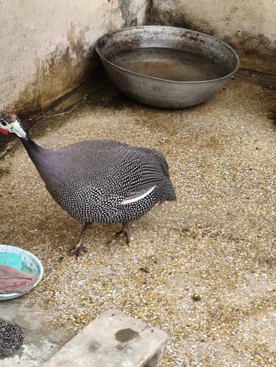 Healthy Guinea Fowl- Desi Breed For Sale.