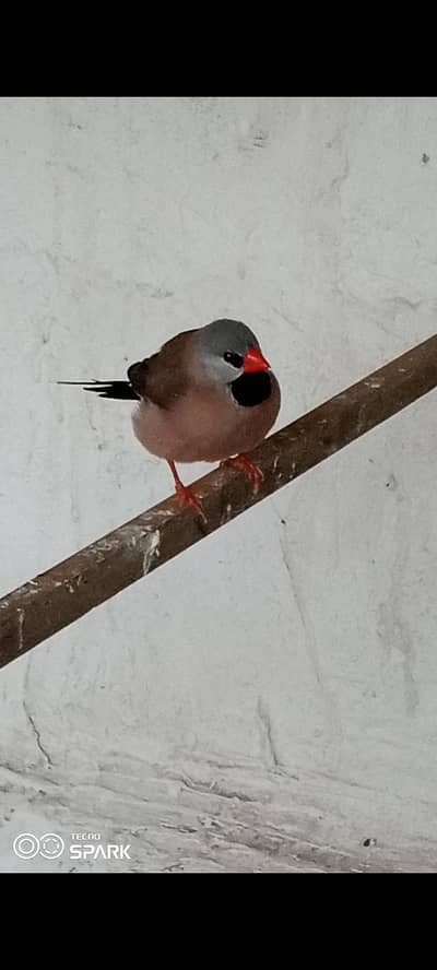 shaftail male finch for sale