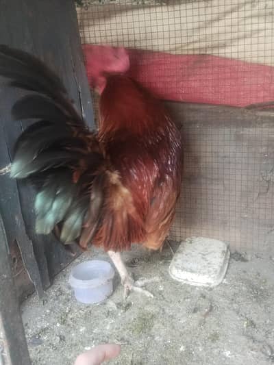 Urgent Sale Pura Desi Male  Fully Young Patha