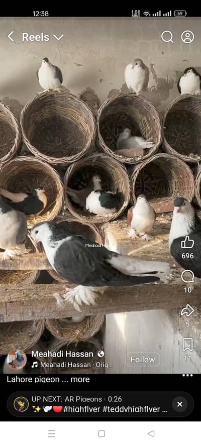 sheerazi kabootar for sell orginal sheerazi