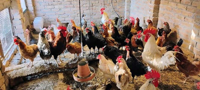 murgiyaan all oky haan or sab murgiyaan andar utaar rahii haan or fres