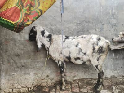 desi gaban bkri 03204627322