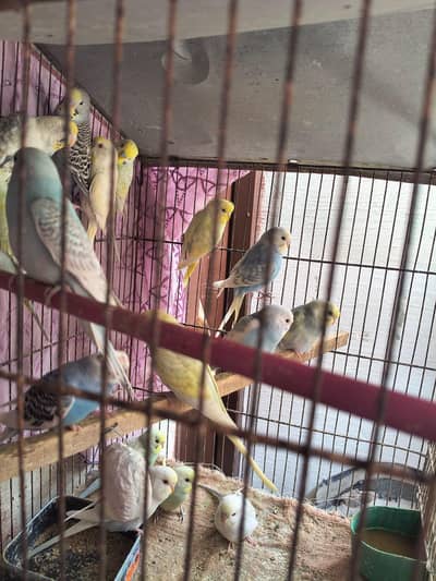 Rainbow & fellow split rainbow