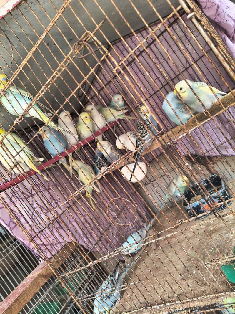 Rainbow & fellow split rainbow 1