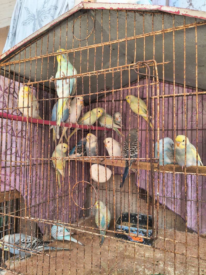 Rainbow & fellow split rainbow 2