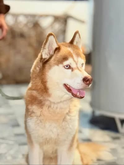 Sibarian husky available male. Friendly . Top pedigree