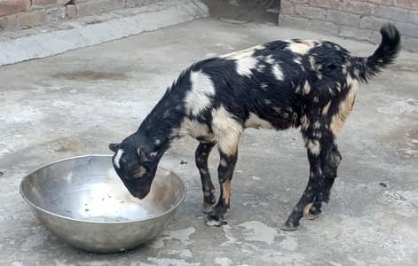 Teddy bakra for sale